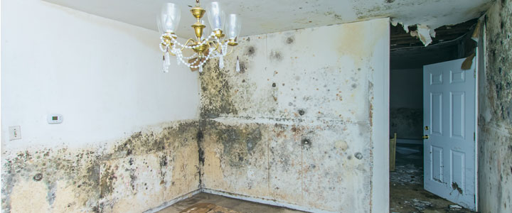 mold-inspection-service
