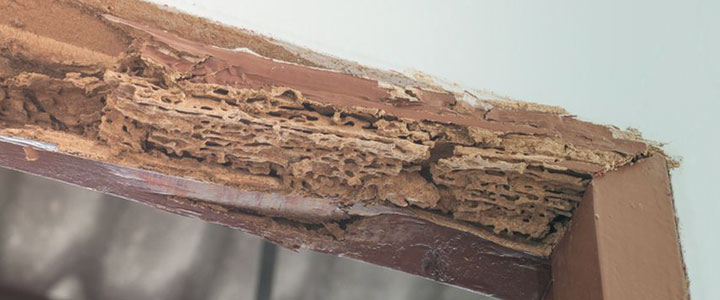 wood-destroying-organisms-inspection-service